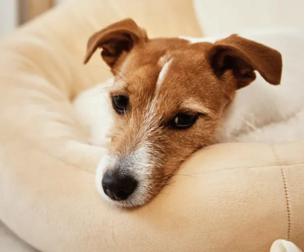 product-thumb-16_optimized product thumb 16 optimized