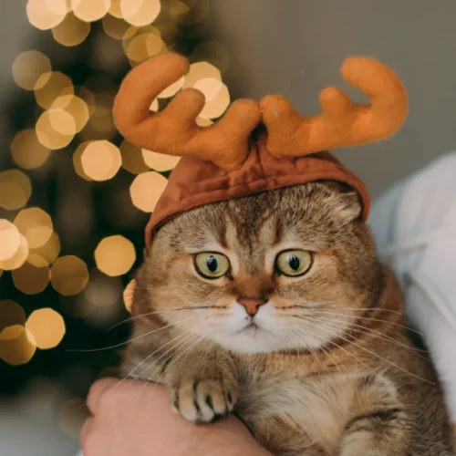 product thumb 2 optimized